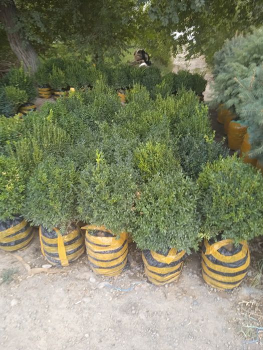 Арча гул кучатлари