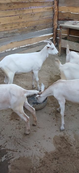 Занен пародалы лақтар