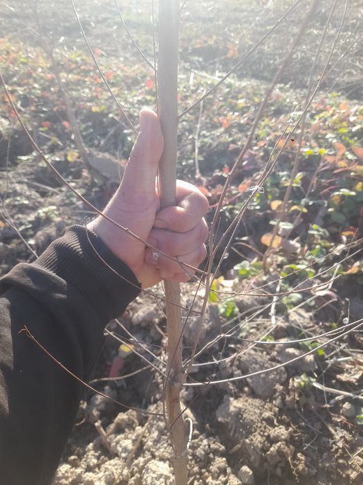 карагаш вяз қарағаш