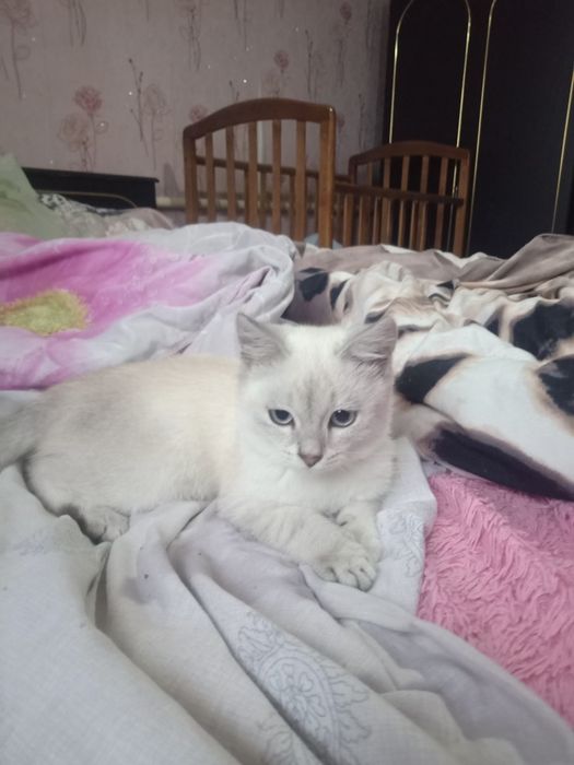 Отдам бесплатно котят