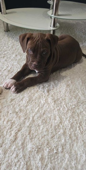 Американско були ХХЛ