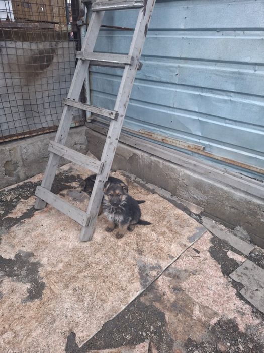 Продаю щенков немецкой овчарки чистакровные