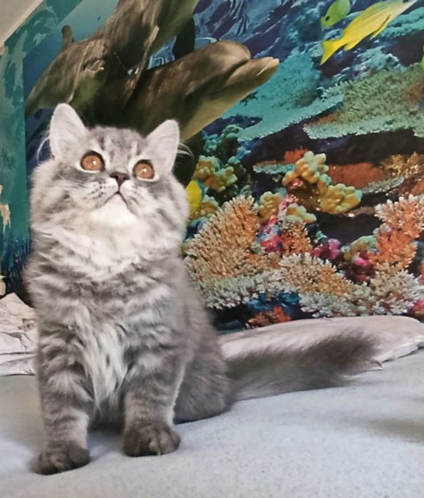 Pisica british longhair blue tabby