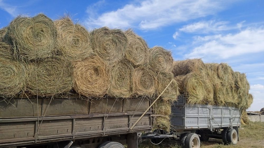 сено урлон табиги щоп сатамын урлон разнавие урлон щоп сатамын урлон ш