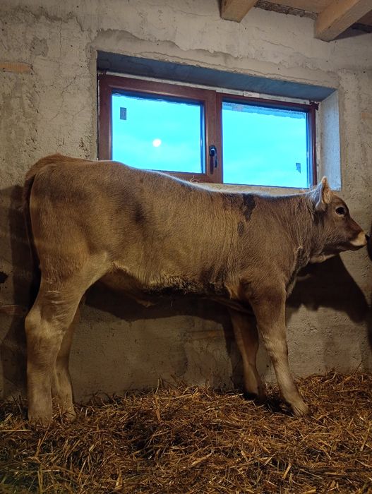 Vindem 2 vițele Bruna Alpina