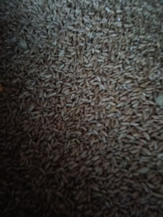 Vând grâu producție 2025