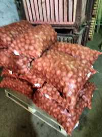 Продаем картофель: продовольственный по 100 тг ; семенной по 60 тг
