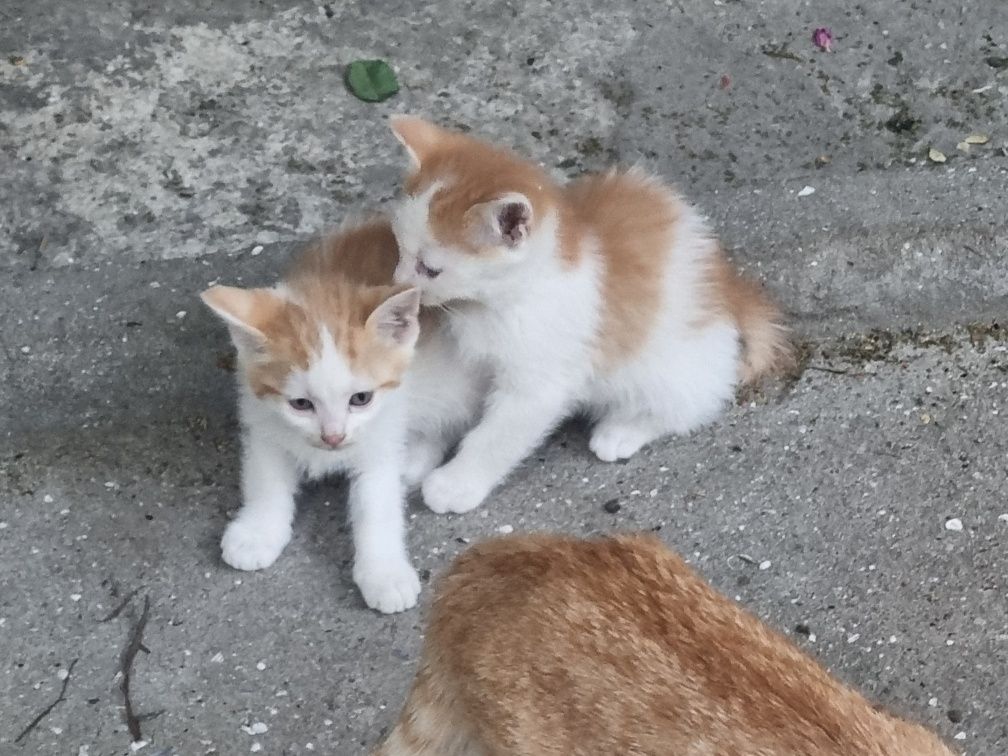 Подарявам малки котенца