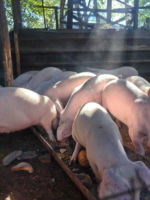 Продавам малки прасета за угояване или консумация – 15 до 50 кг