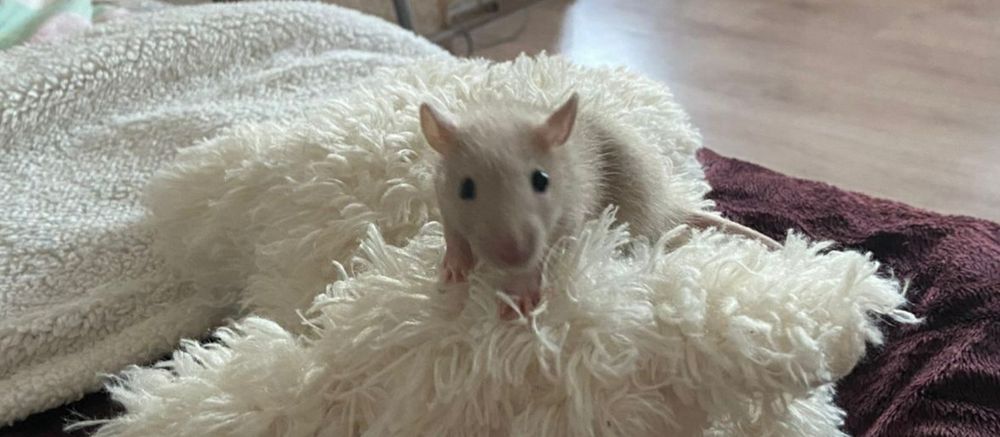 Продам  крысеныша декоративного