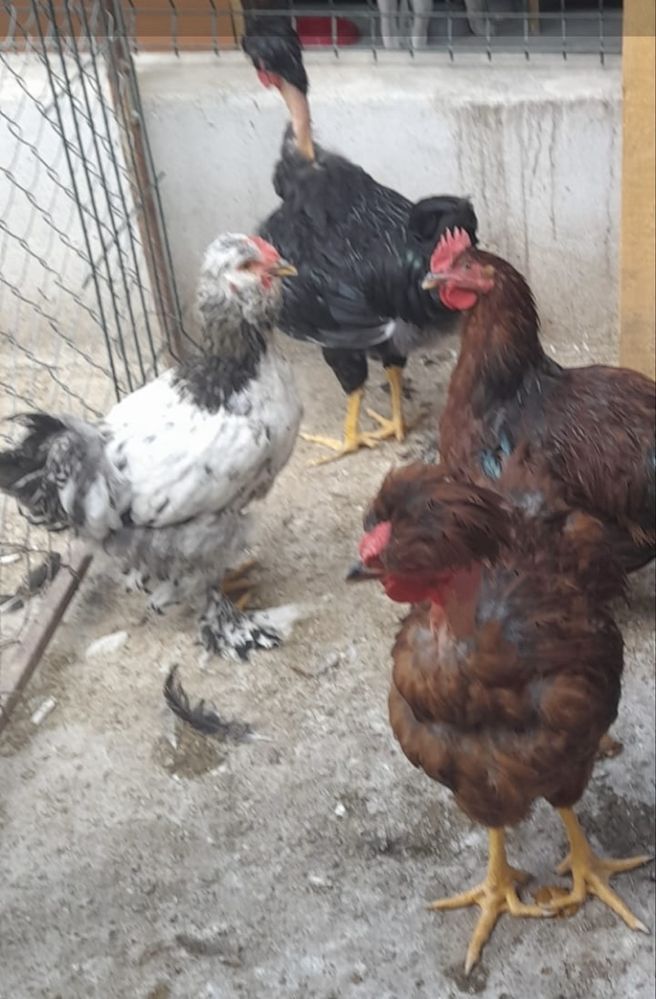 Cocosi motati romanesti