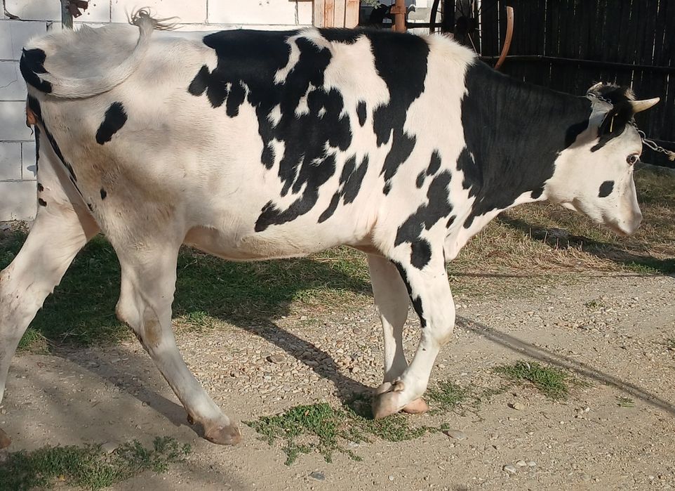 Vând junică in 5 luni la prima fătare 85 milioane negociabil