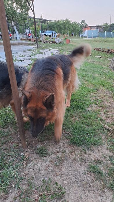 Продава Немска овчарка