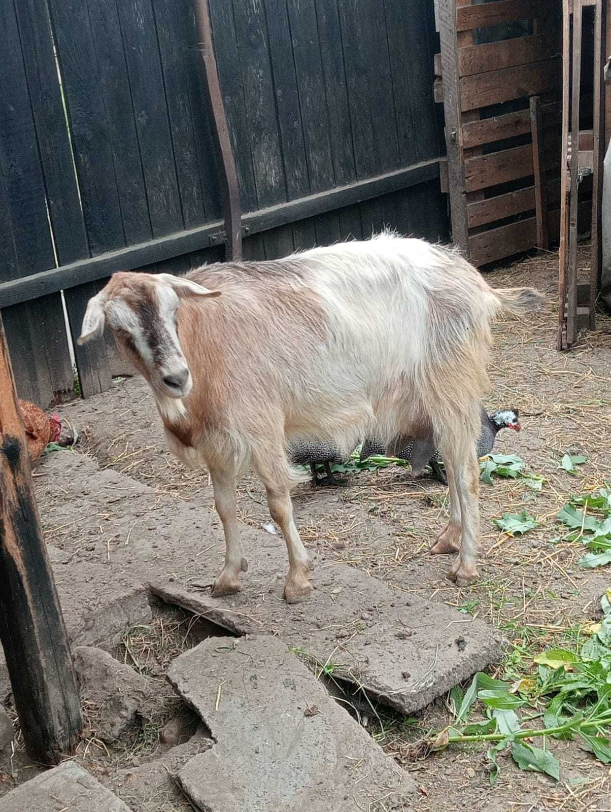 Vând capra buna de lapte