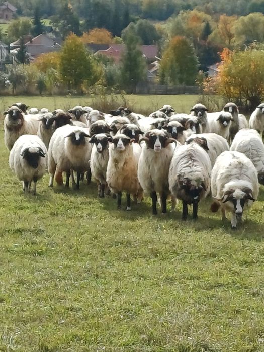 Vând 20 oii brze