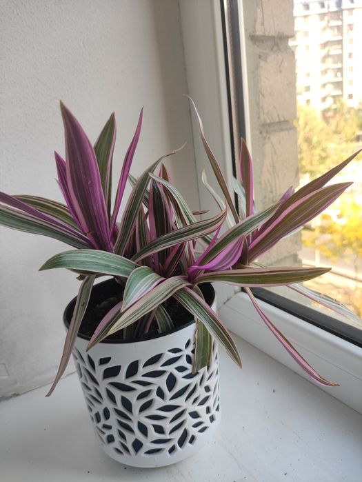 Традескансия красивое растение