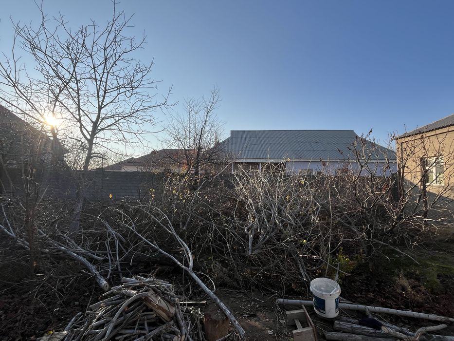 Отын ағаш бесплатно