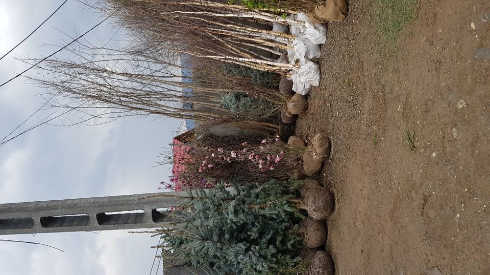 Plante ornamentale chiparosi leilandi