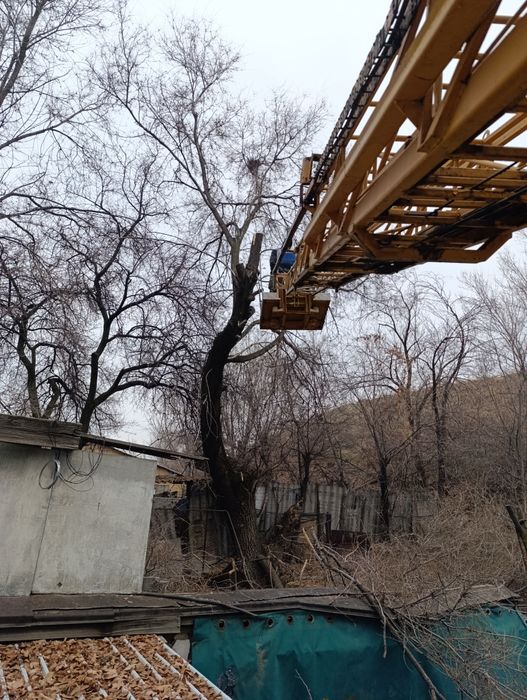 Спил деревьев,Ағаш кесеміз