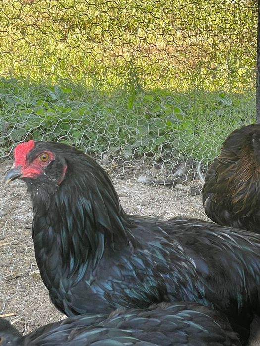 Cocos Araucana negru, pur, 6 luni