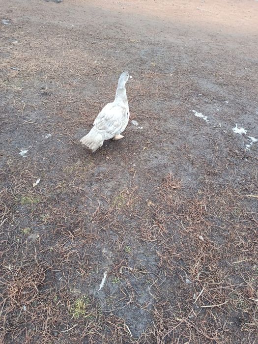 Продам индоутока