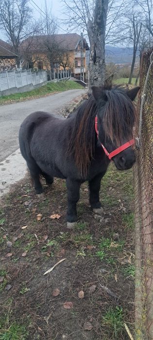 Poneiță de vanzare