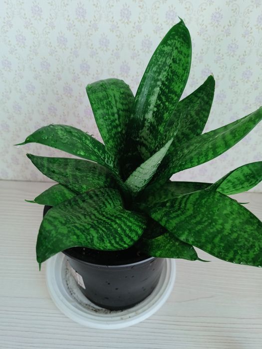 Продам комнатное растение сансевиерия