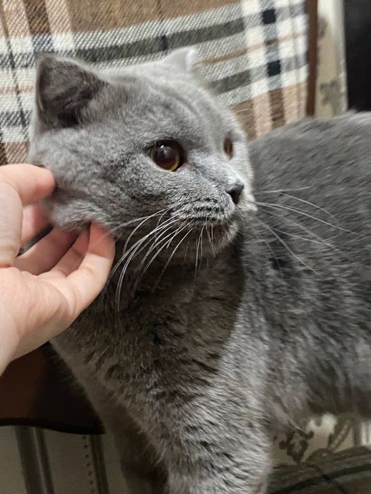 Кошка британская вислоухая