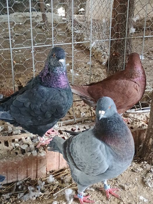 Oferta porumbei caută alta casa