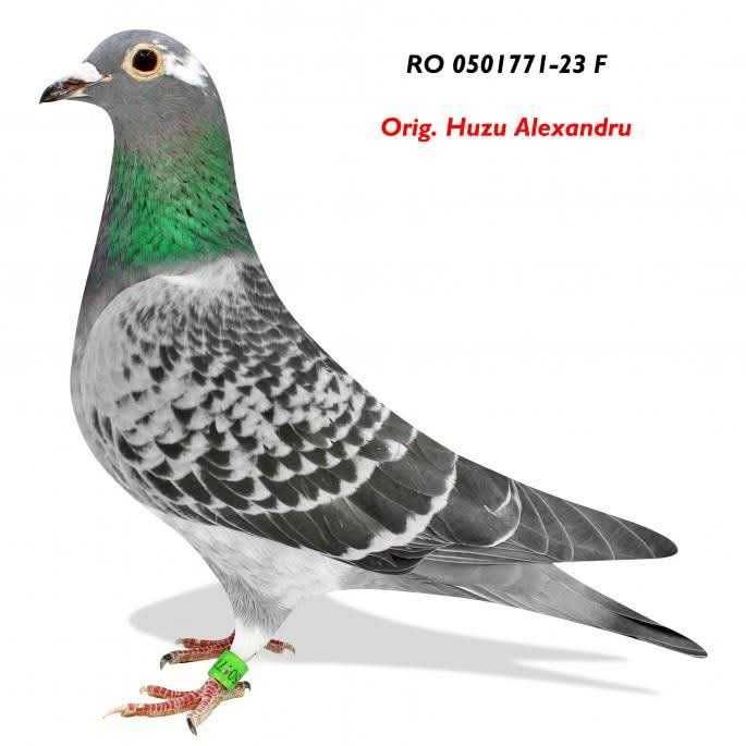 Porumbei 100% Jeje Jelema