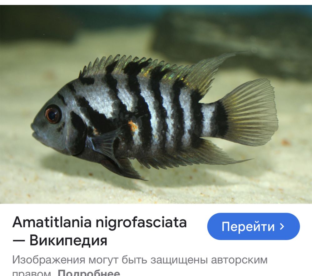 Балула сотилади