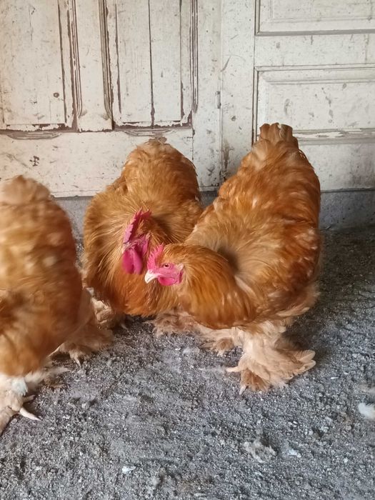 Brahma si cochinchina cocosi