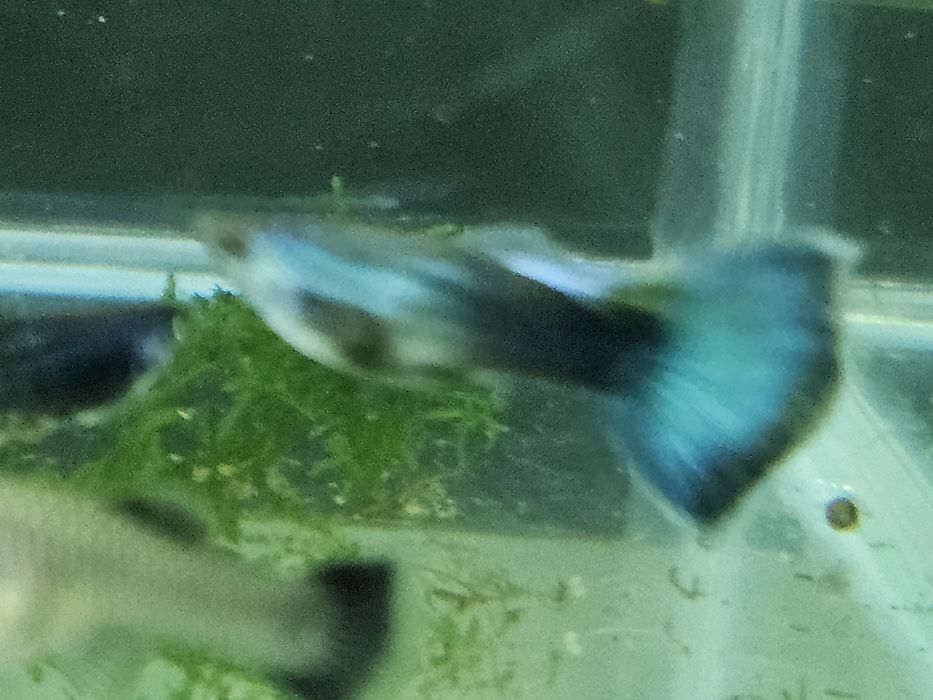 Guppy din linii alese