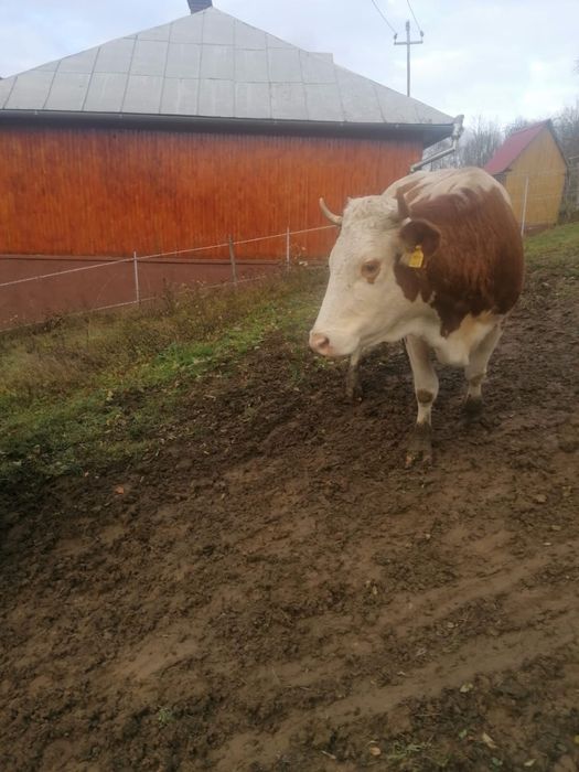 Vaca de vanzare 3 Ani