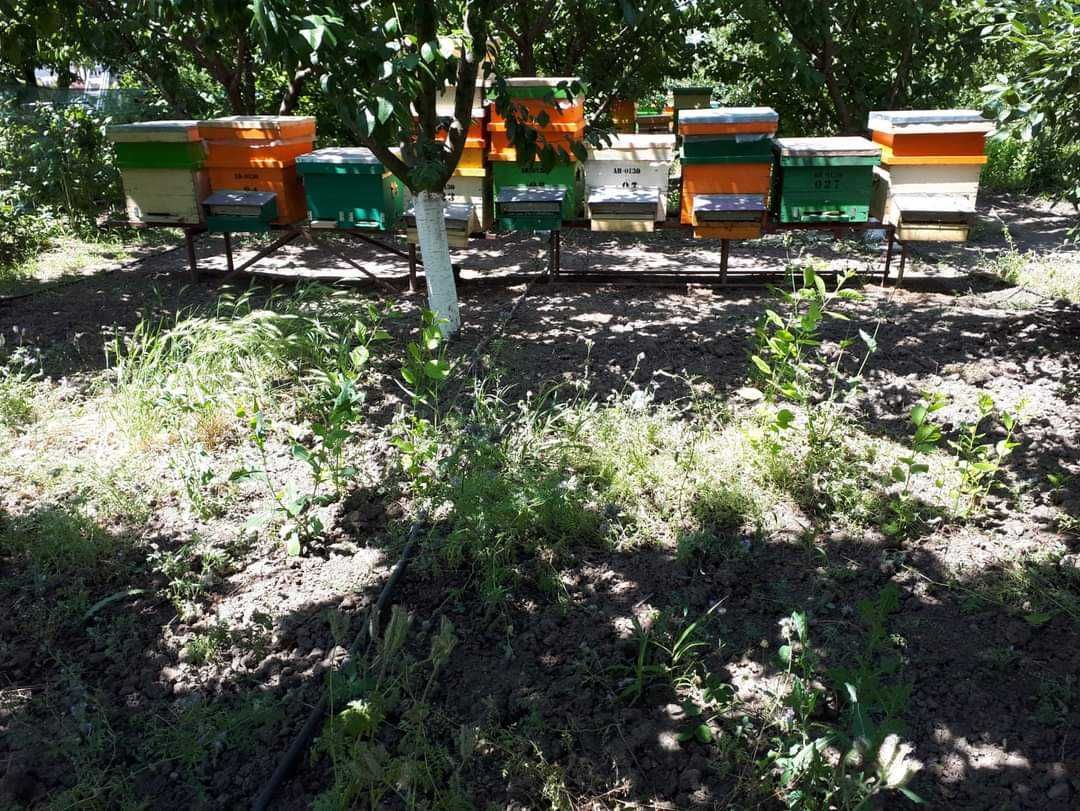 Vand 8 familii de albine, foarte harnice si sanatoase