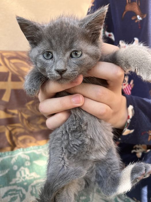 Тези сладки котенца си търсят дом