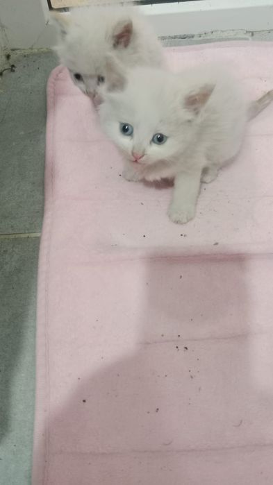 Котята и щенята ждут любящих хозяев