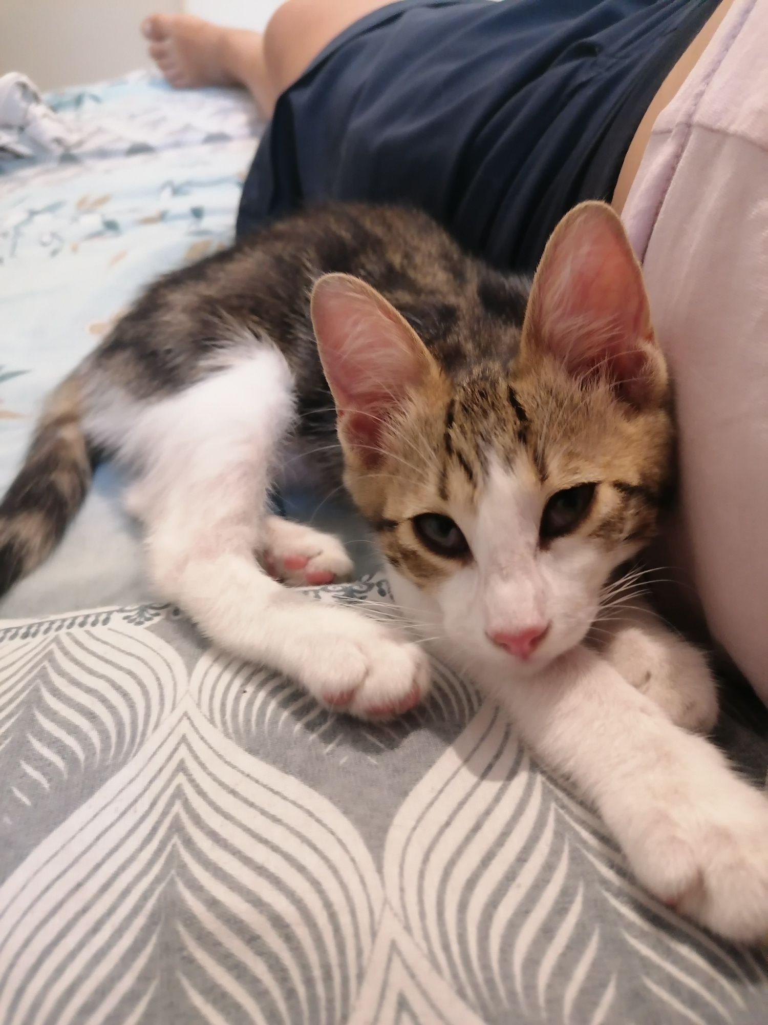 Коте търси своя човек