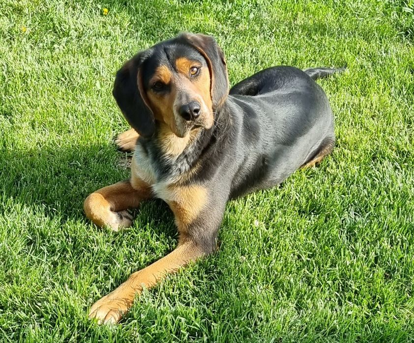 Отдадим собаку в хорошие руки.