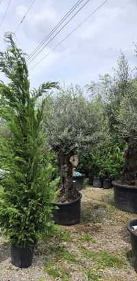 Vand plante ornamentale de diferite speci tuia leilandy smarald gazon