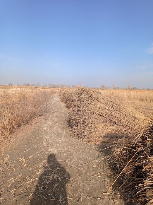 Qamish,Yekan,Qildir сотилади доставка текин