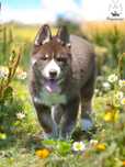Raritate! Husky Siberian culoare inedita