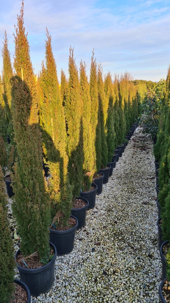 Buxus globular si cupressus sempervires