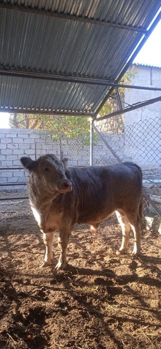 Zotdor buqacha  sotiladi