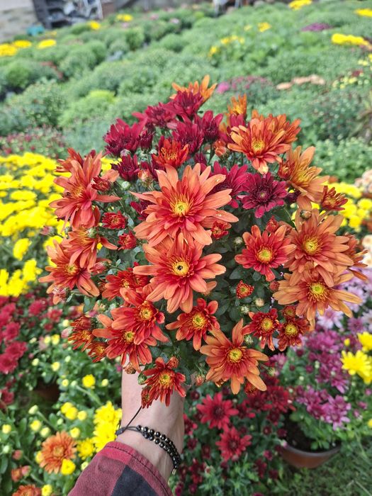 Vând crizanteme diverse culori