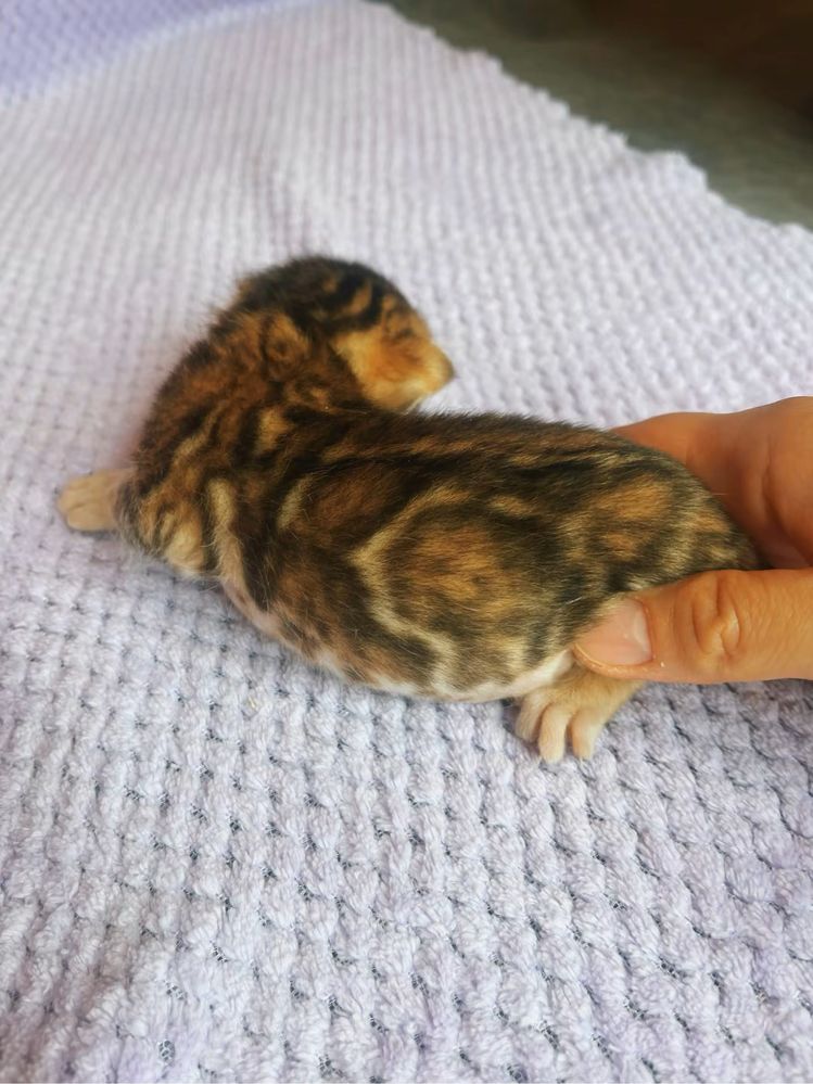 Котенок бенгал девочка