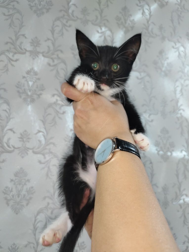 Ищем дом котёнку!