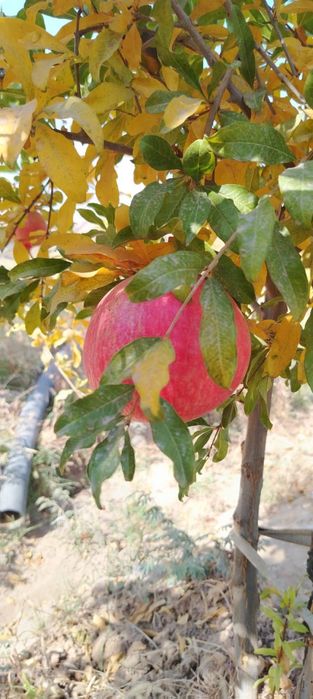 Sherabod anori, Щербацкий гранаты