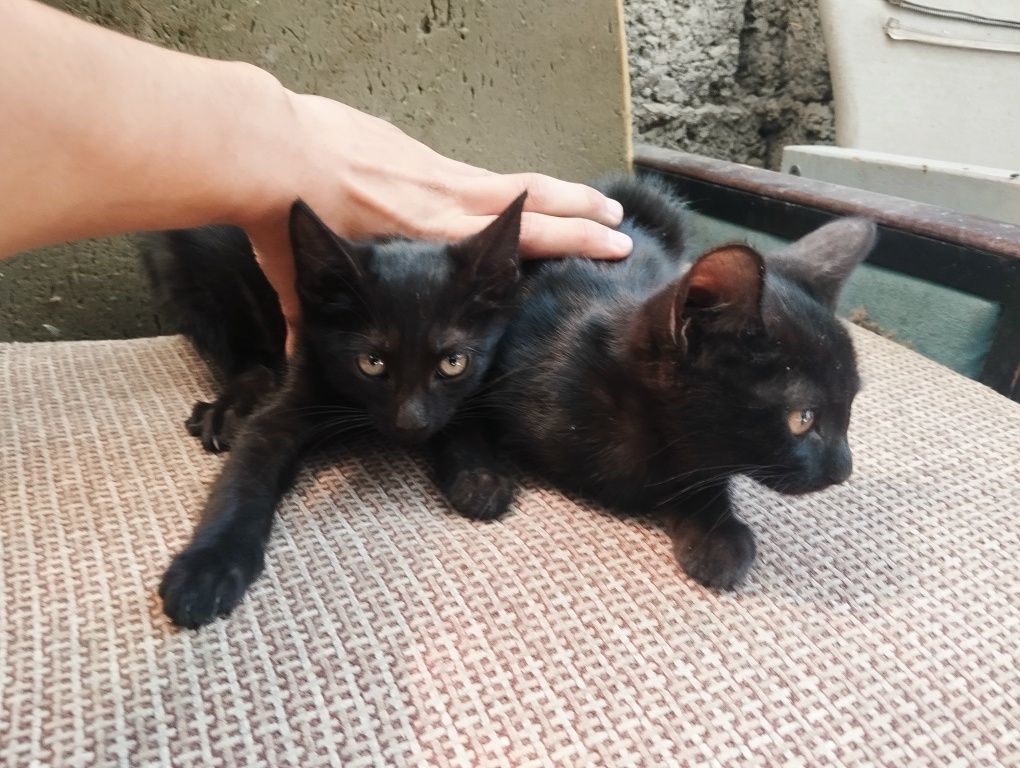 Кошки, 3 месяев , без породы