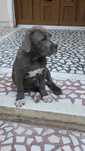 Fetiță American Bully XL  Blue